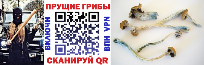 закладки  Киселёвск  Галлюциногенные грибы Cubensis 